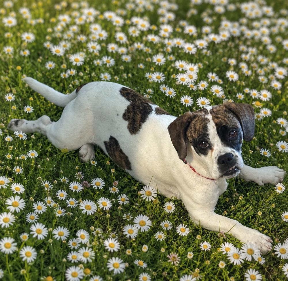Daisy Belle, Adoptable, Young Female Basset Hound & Boxer.