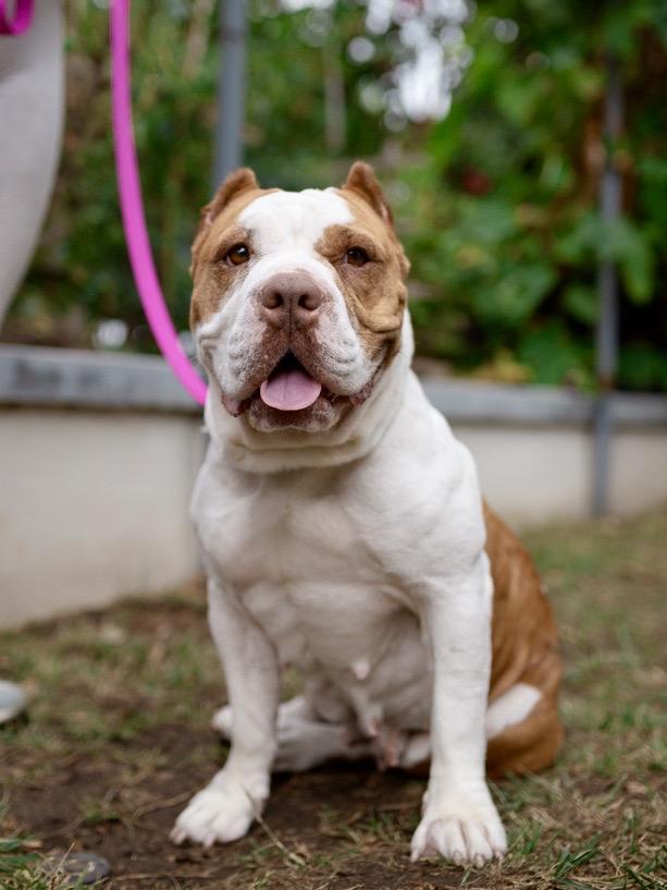 Enlarge Sonia, a Adoptable mixed breed in Los Angeles, CA image 1/6