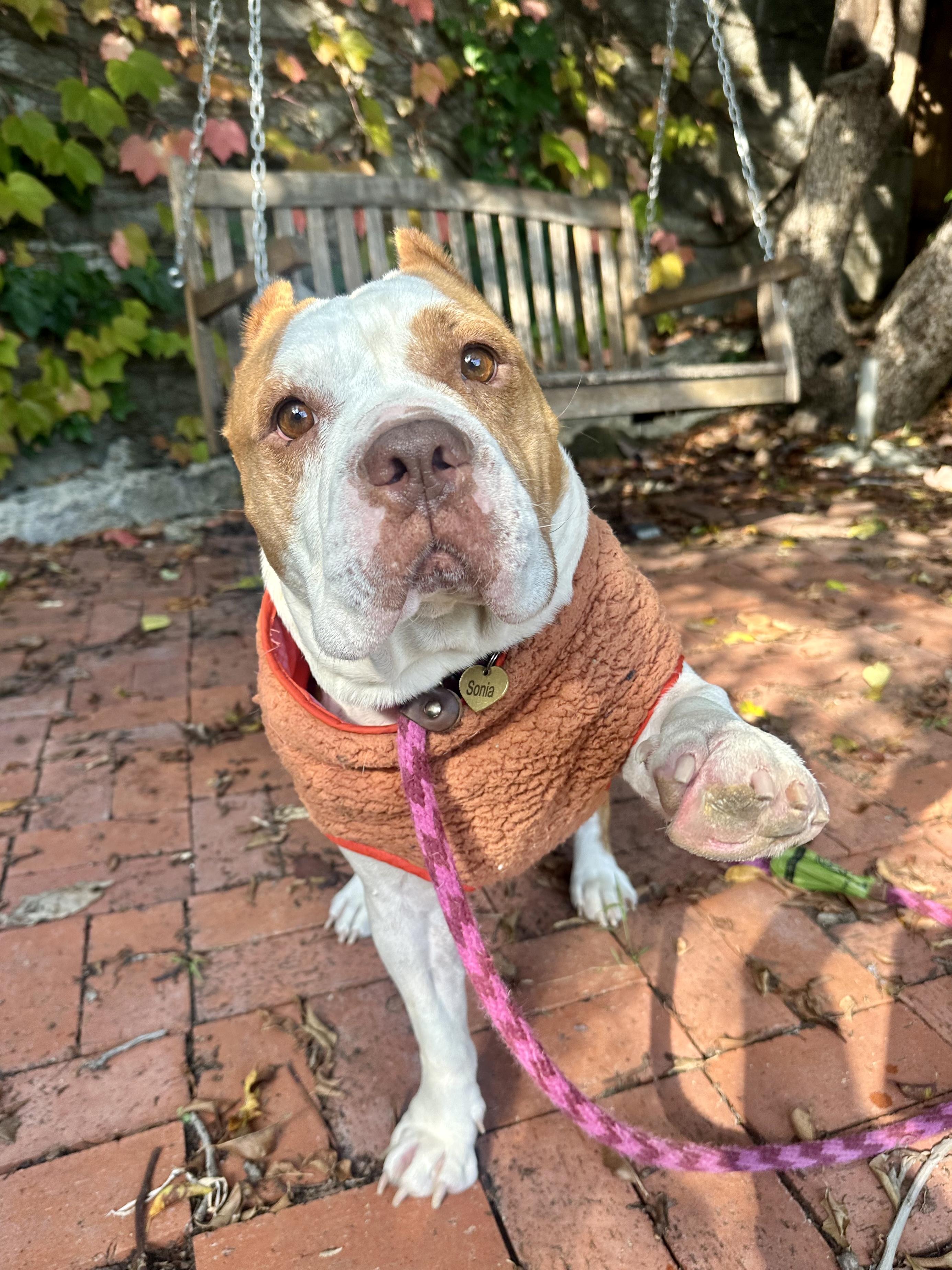 Sonia, Adoptable, Senior Female Bulldog & American Staffordshire Terrier.