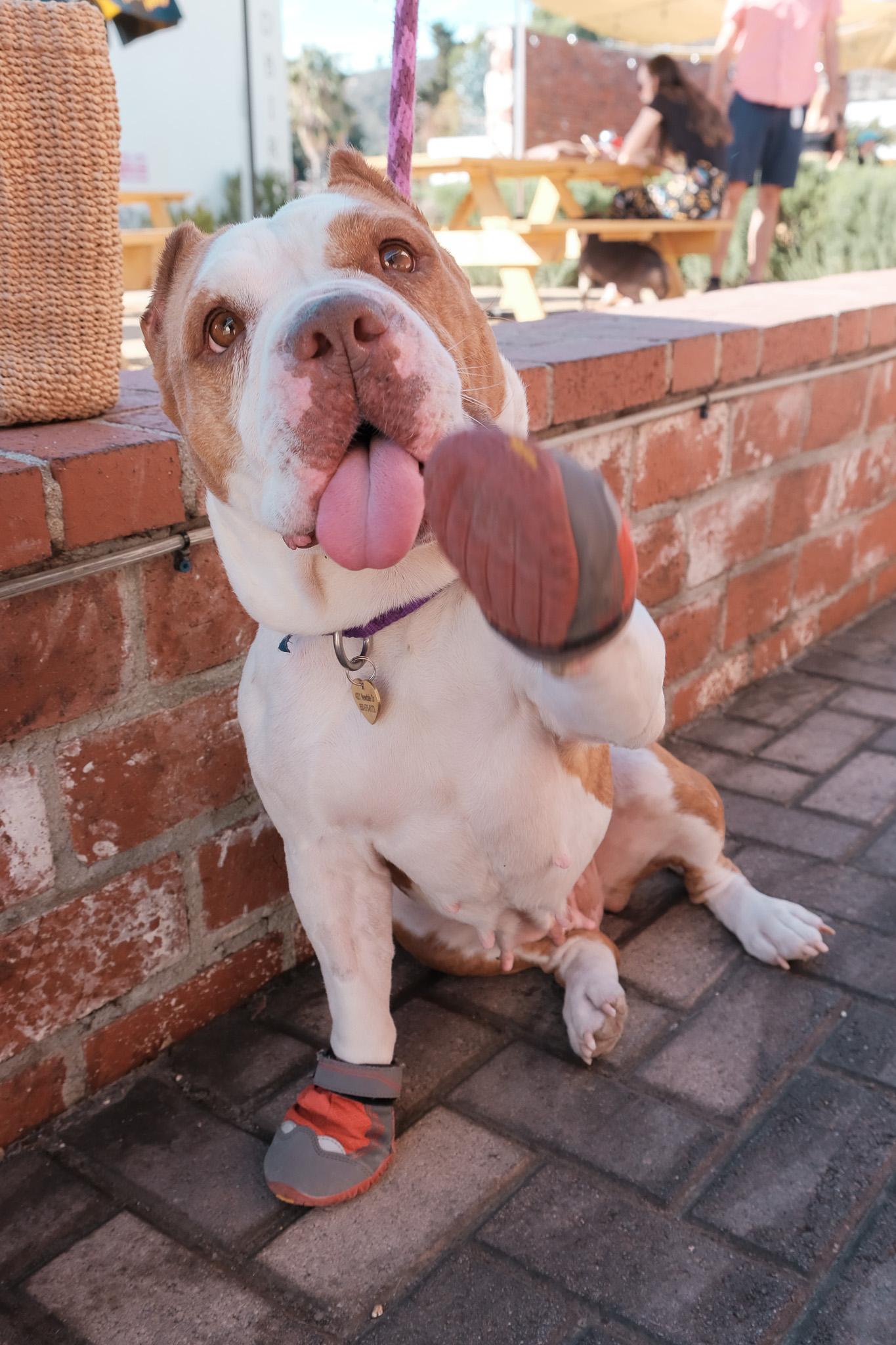 Enlarge Sonia, a Adoptable mixed breed in Los Angeles, CA image 2/6