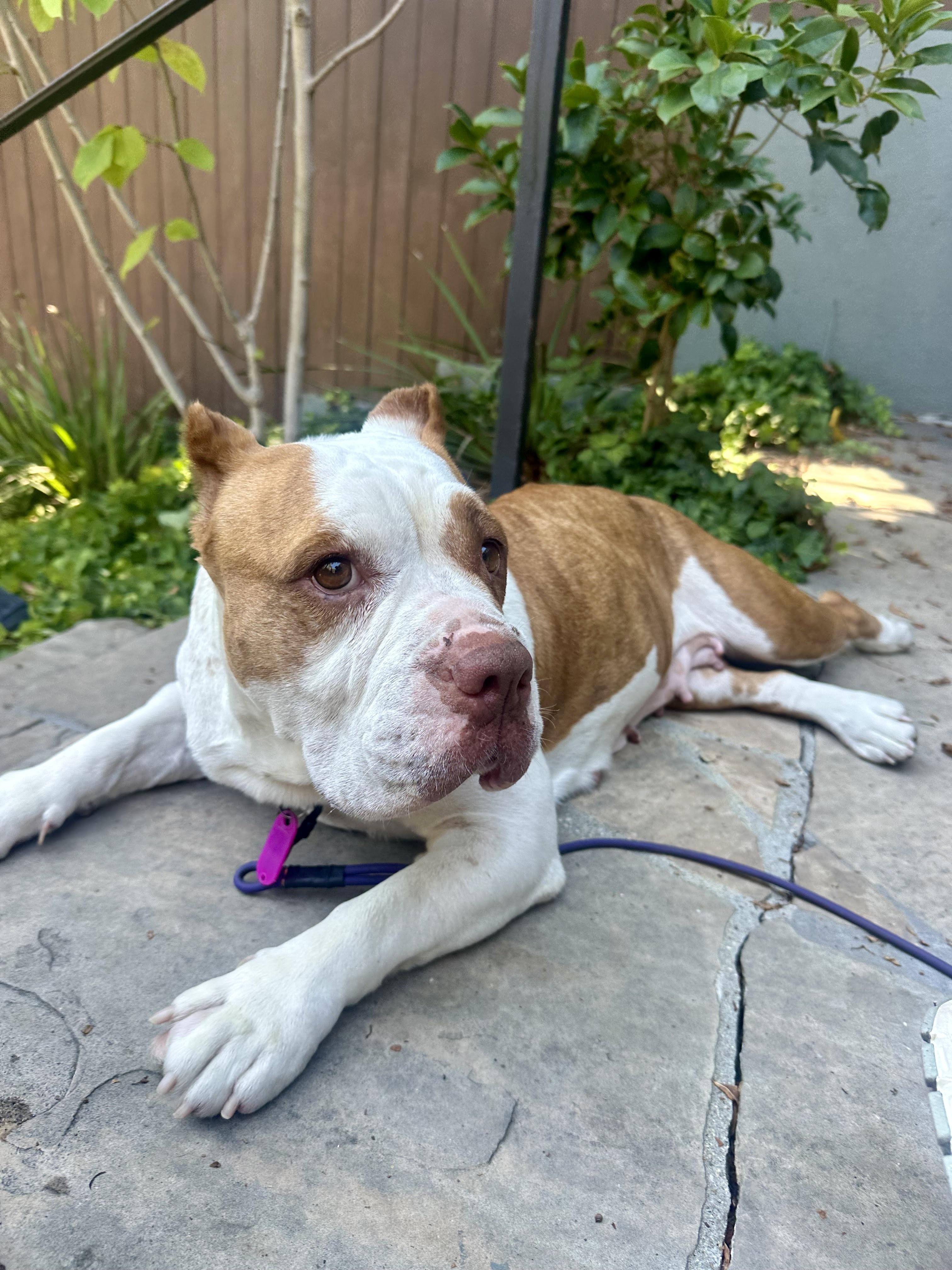 Enlarge Sonia, a Adoptable mixed breed in Los Angeles, CA image 4/6