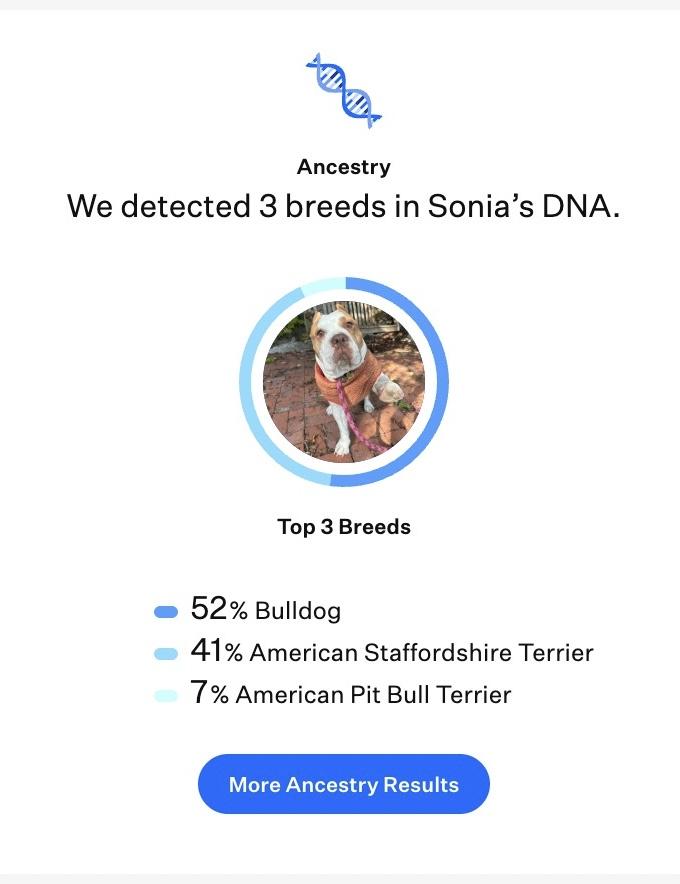 Enlarge Sonia, a Adoptable mixed breed in Los Angeles, CA image 6/6