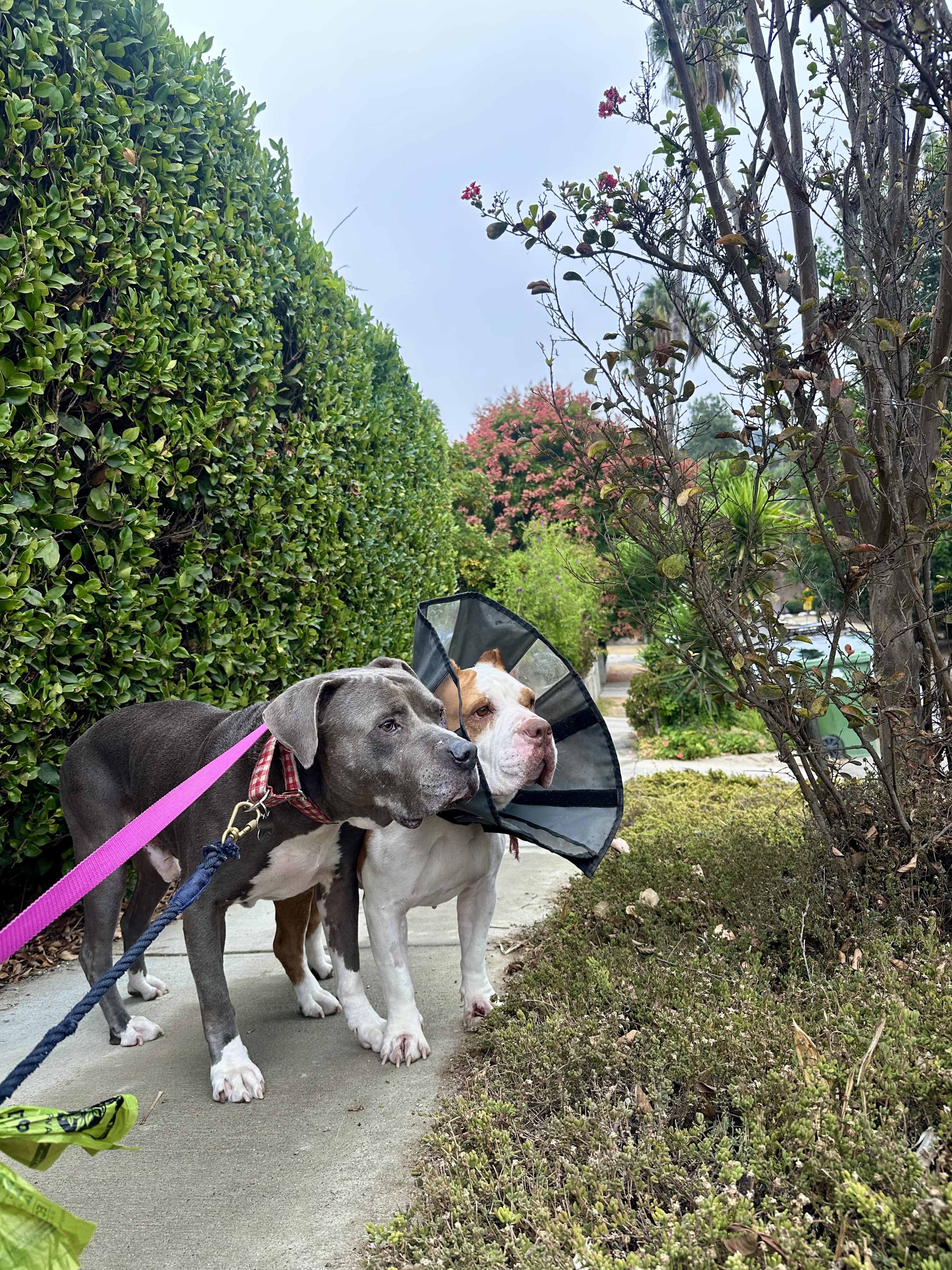 Enlarge Sonia, a Adoptable mixed breed in Los Angeles, CA image 5/6