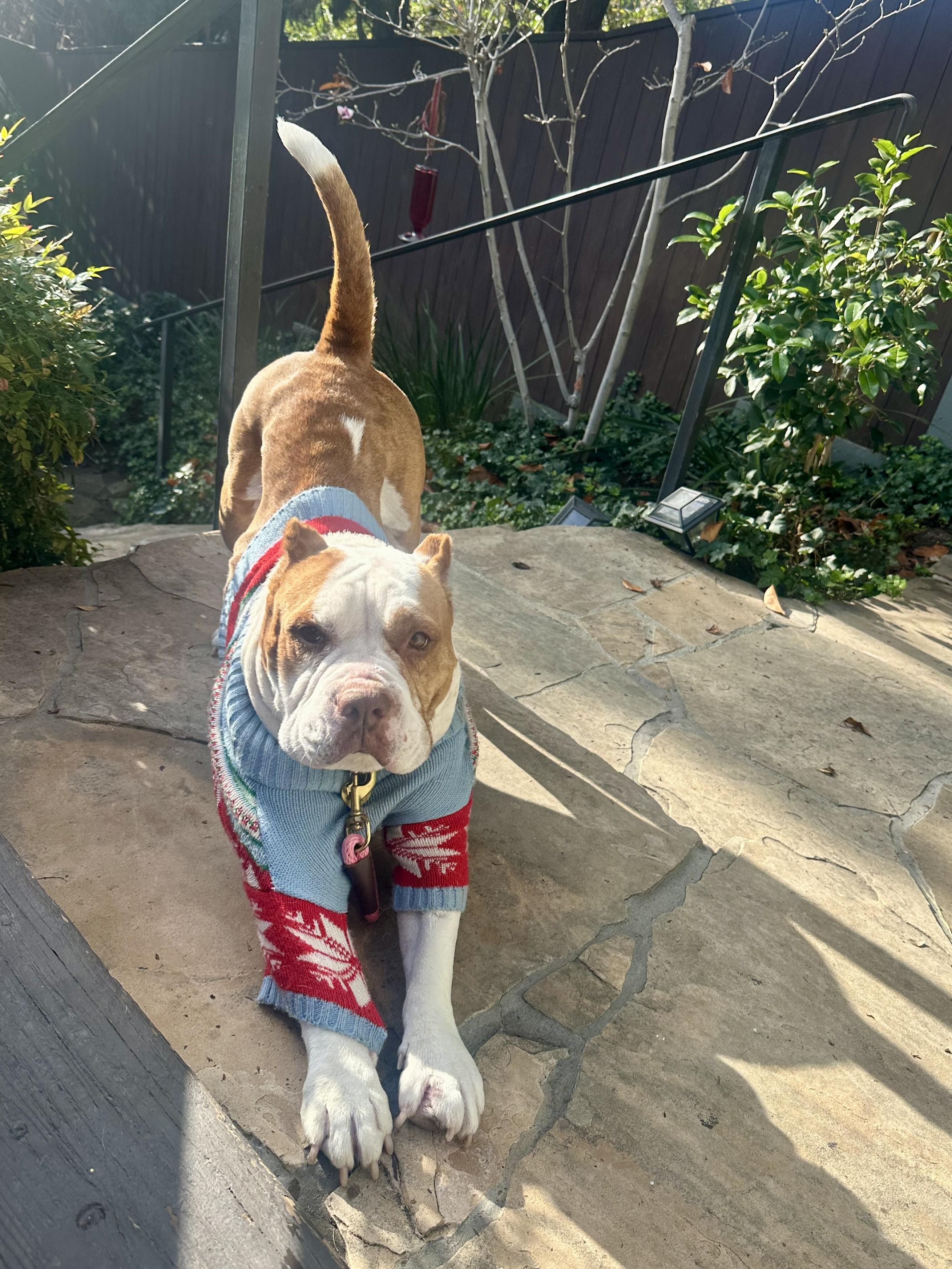 Enlarge Sonia, a Adoptable mixed breed in Los Angeles, CA image 2/6