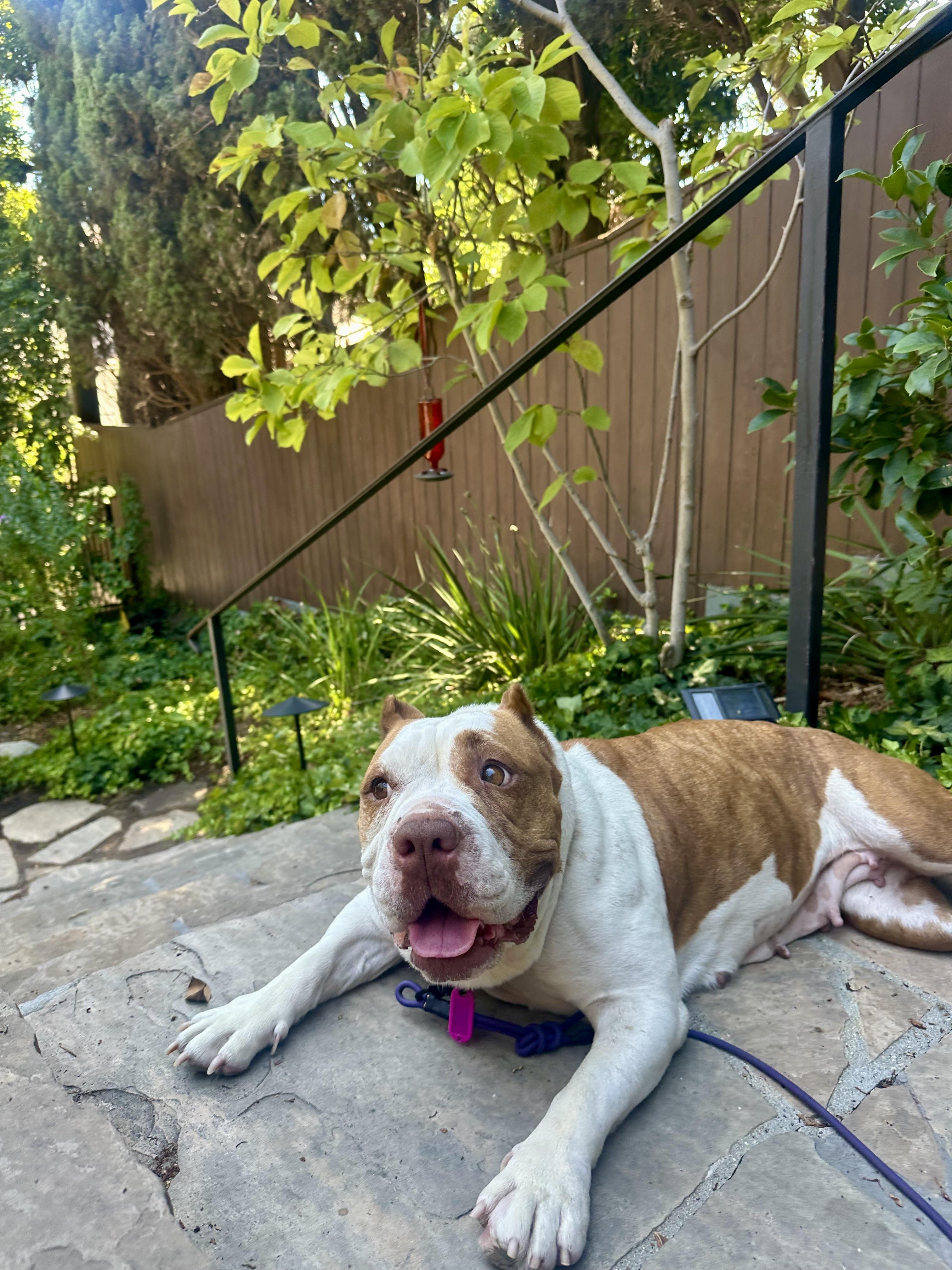 Enlarge Sonia, a Adoptable mixed breed in Los Angeles, CA image 3/6