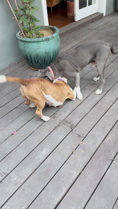 Enlarge Sonia, a Adoptable mixed breed in Los Angeles, CA video 6/6