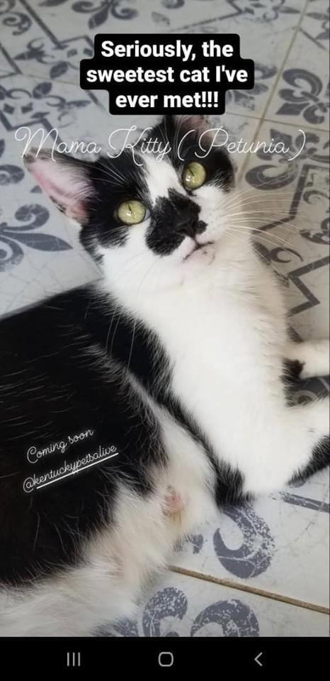 Enlarge Petunia, a Adoptable Domestic Short Hair in Louisville, KY image 1/1