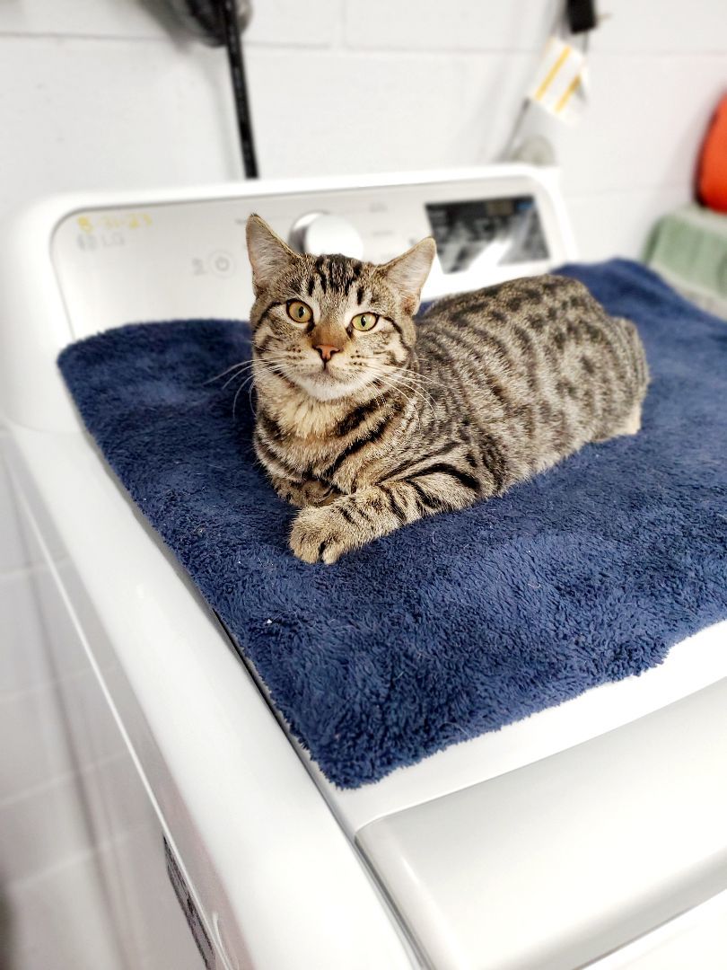 Enlarge Jag, a Adoptable Tabby in Nassau Bay, TX image 3/5