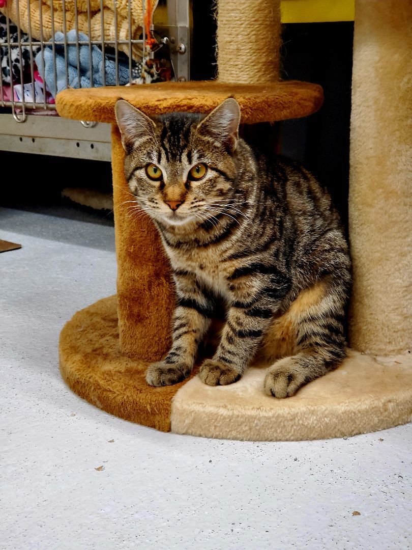 Enlarge Jag, a Adoptable Tabby in Nassau Bay, TX image 4/5