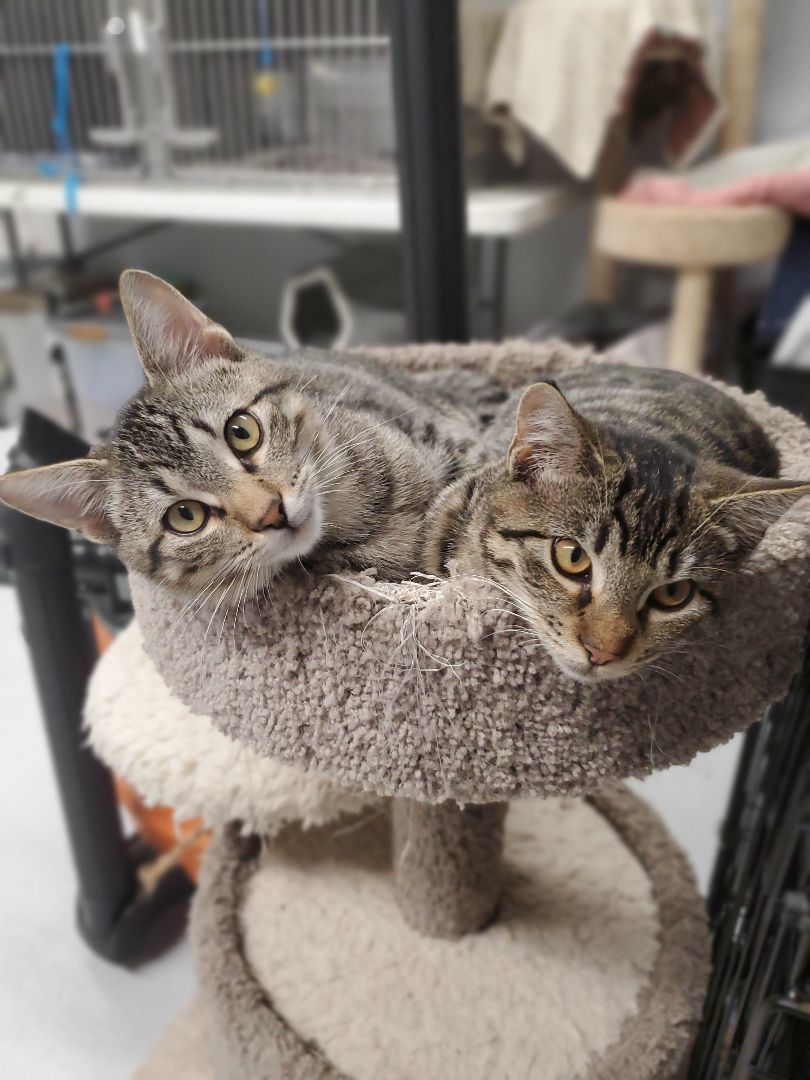 Enlarge Jag, a Adoptable Tabby in Nassau Bay, TX image 2/5