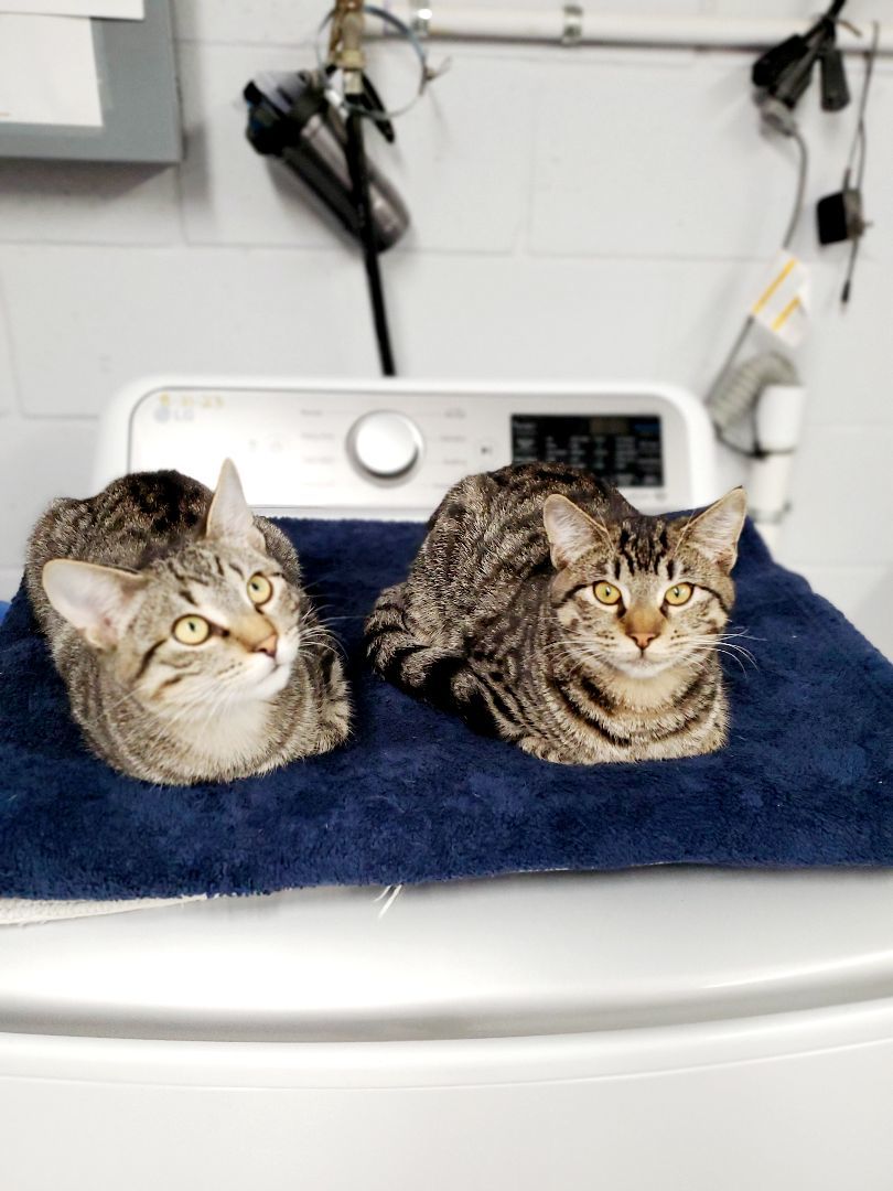 Enlarge Jag, a Adoptable Tabby in Nassau Bay, TX image 5/5