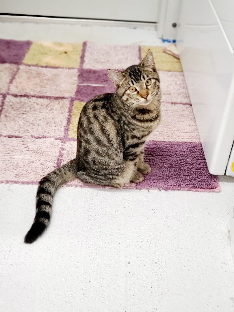 Enlarge Jag, a Adoptable Tabby in Nassau Bay, TX image 1/5