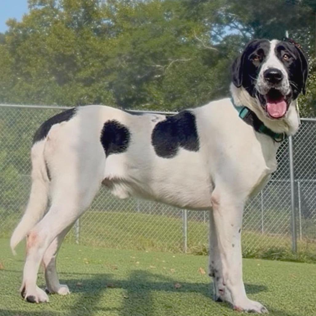 Scoobs, Adoptable, Young Male Hound & Mixed Breed.