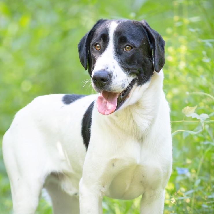 Enlarge Scoobs, a Adoptable mixed breed in Chattanooga, TN image 2/6