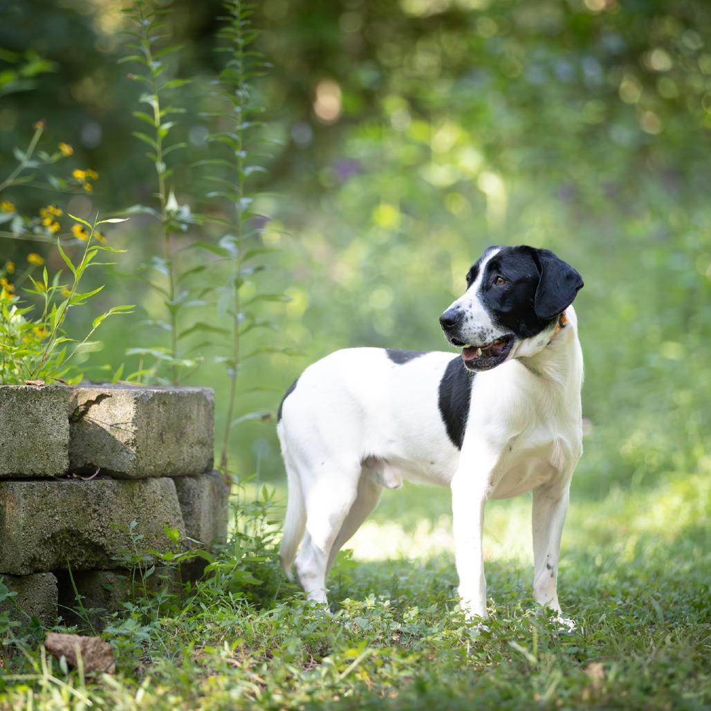 Enlarge Scoobs, a Adoptable mixed breed in Chattanooga, TN image 4/6