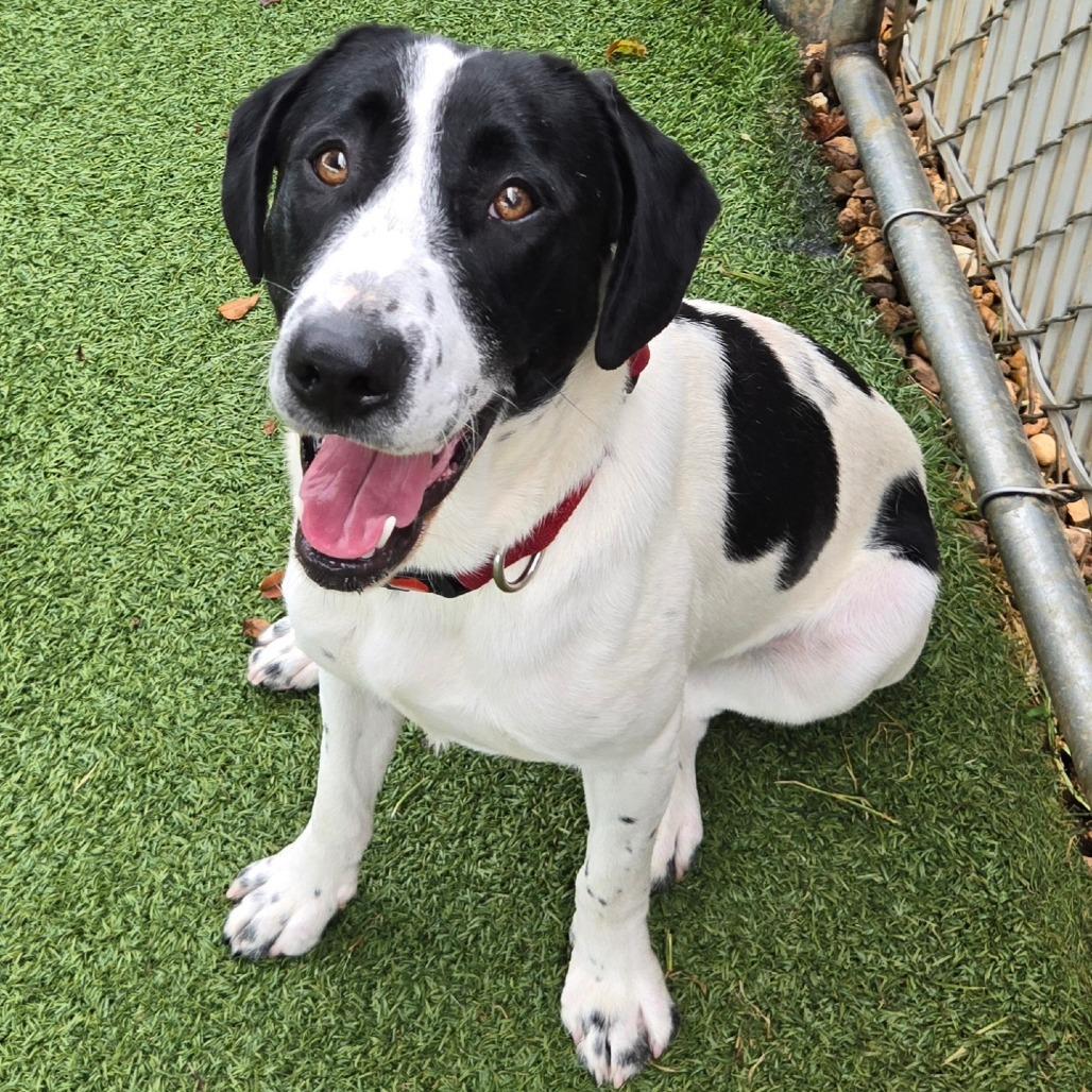 Enlarge Scoobs, a Adoptable mixed breed in Chattanooga, TN image 5/6
