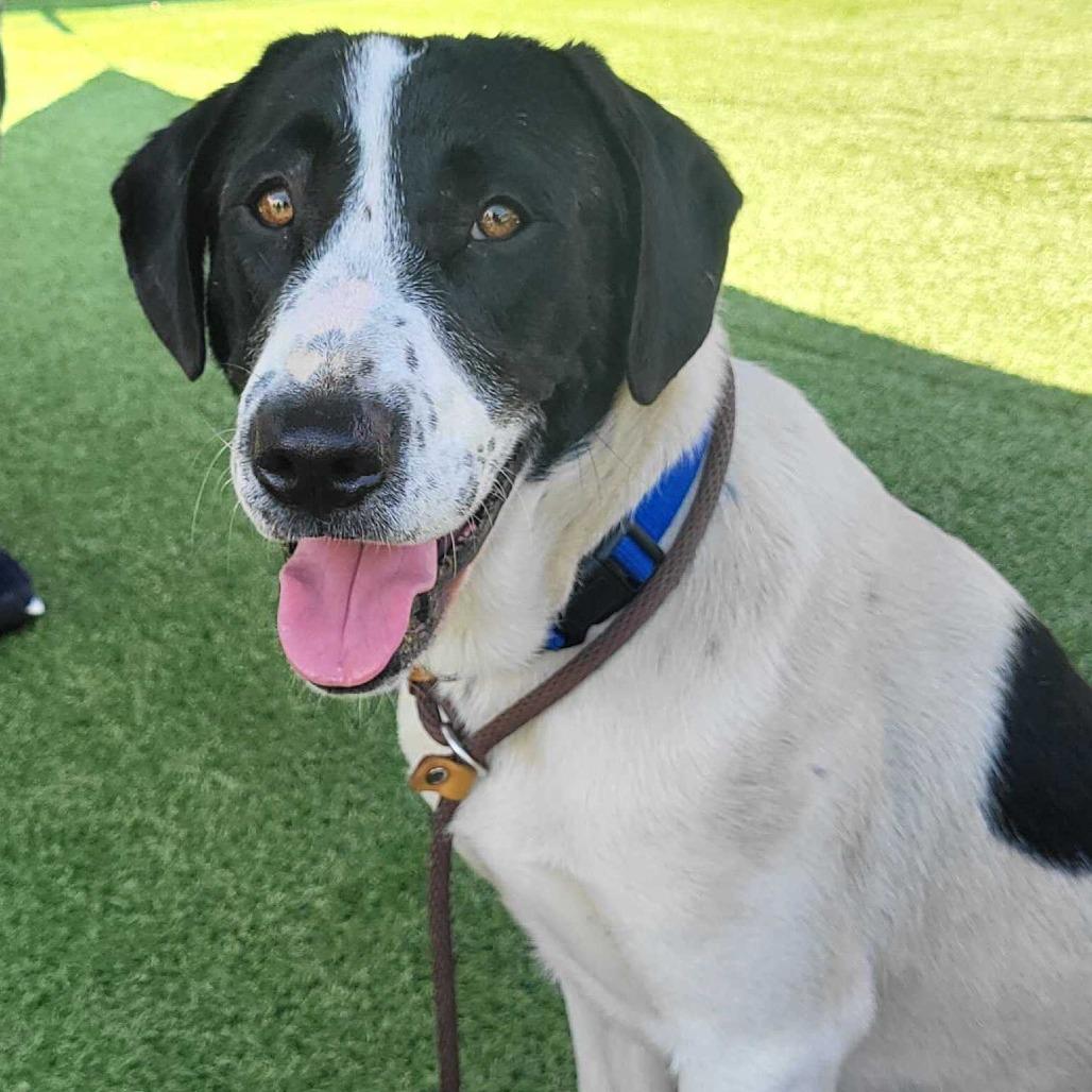Enlarge Scoobs, a Adoptable mixed breed in Chattanooga, TN image 6/6