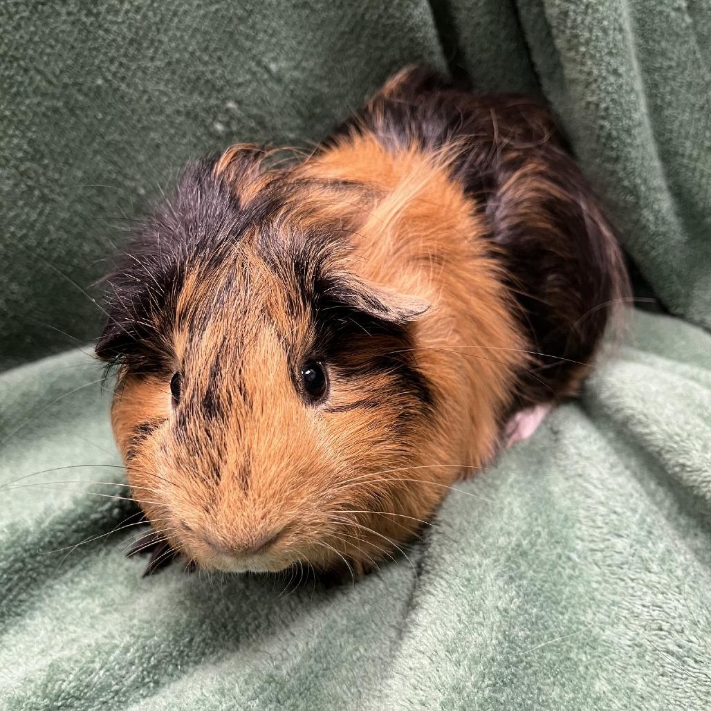 Enlarge Chester, a Adopted mixed breed in Oshkosh, WI image 1/3