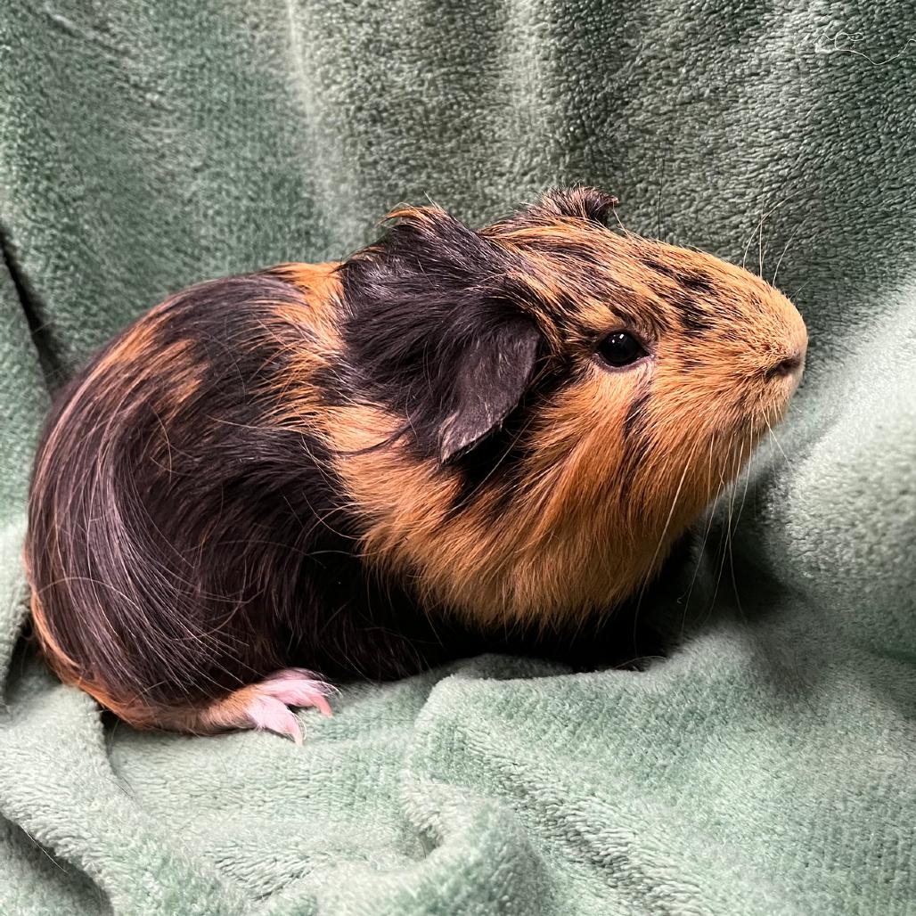 Enlarge Chester, a Adopted mixed breed in Oshkosh, WI image 2/3