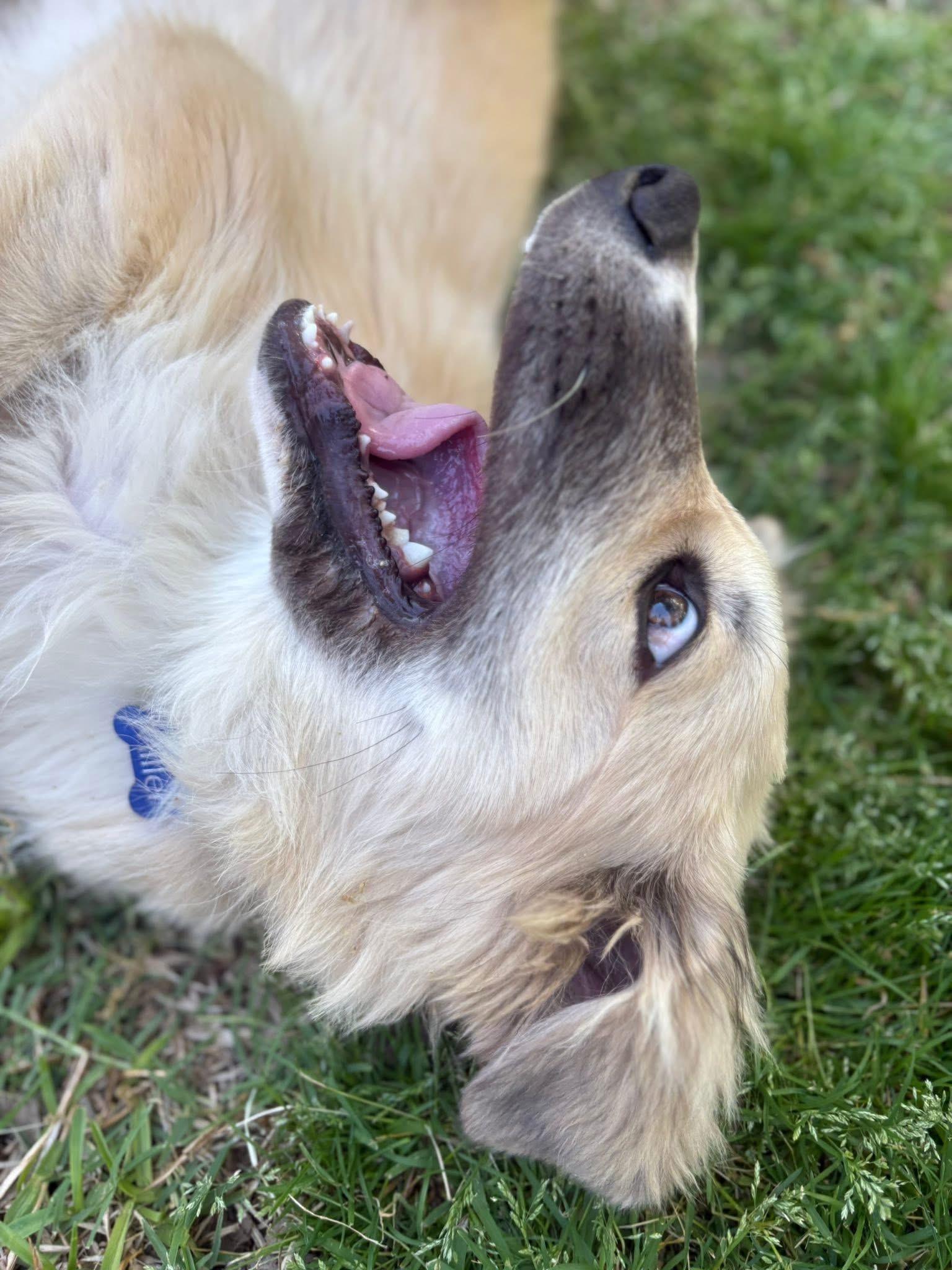 McFly, adopted, Puppy Male Great Pyrenees.