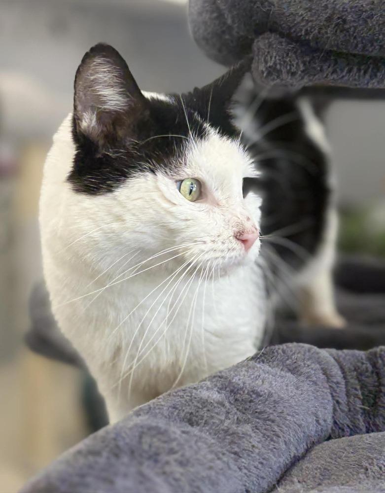 Enlarge Moo, a Adoptable Domestic Short Hair in Plymouth, MN image 1/4