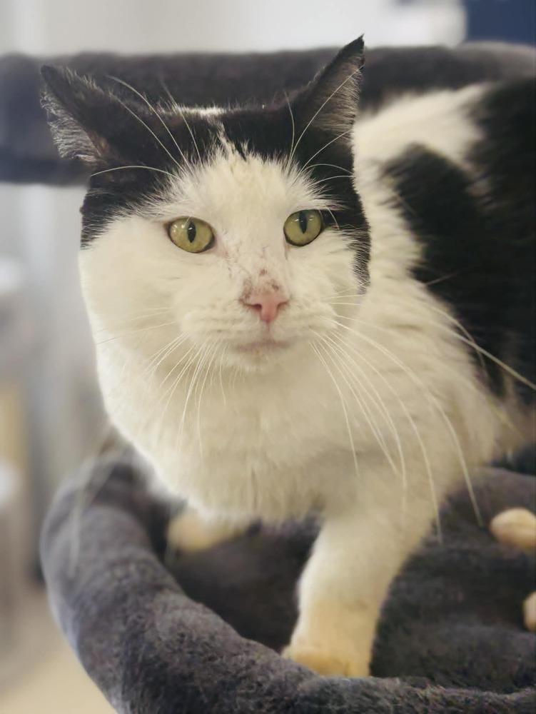 Enlarge Moo, a Adoptable Domestic Short Hair in Plymouth, MN image 2/4