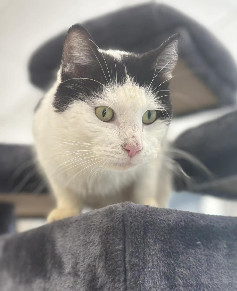 Enlarge Moo, a Adoptable Domestic Short Hair in Plymouth, MN image 3/4