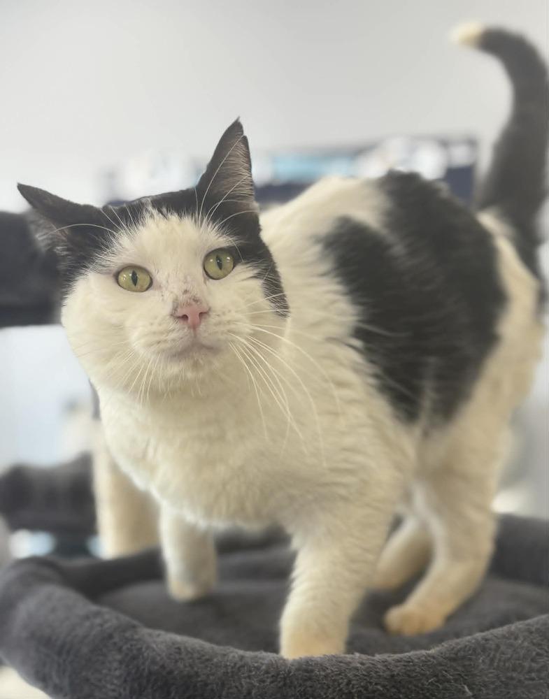 Enlarge Moo, a Adoptable Domestic Short Hair in Plymouth, MN image 4/4