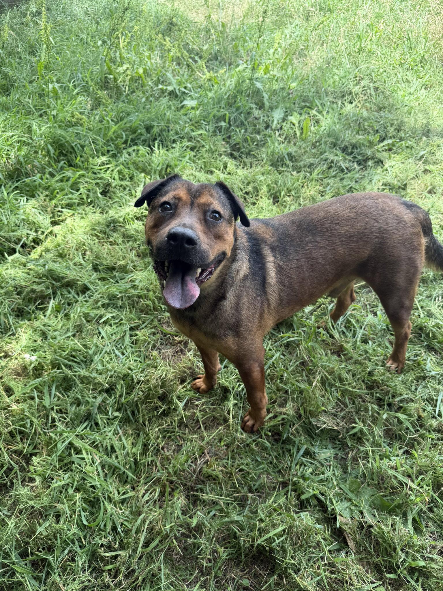 Enlarge Pistol, a Adoptable mixed breed in Jackson, MS image 1/3