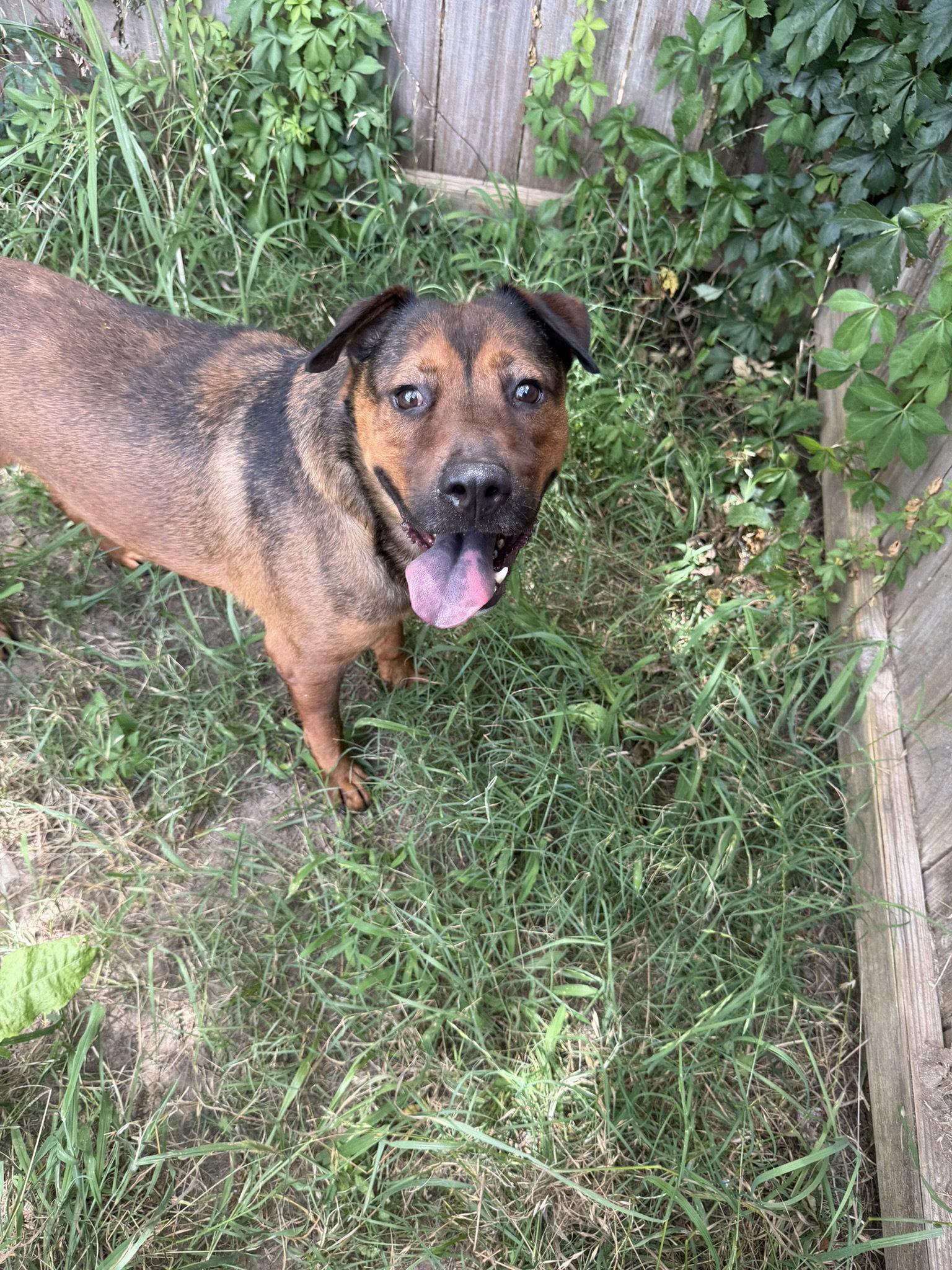 Enlarge Pistol, a Adoptable mixed breed in Jackson, MS image 2/3