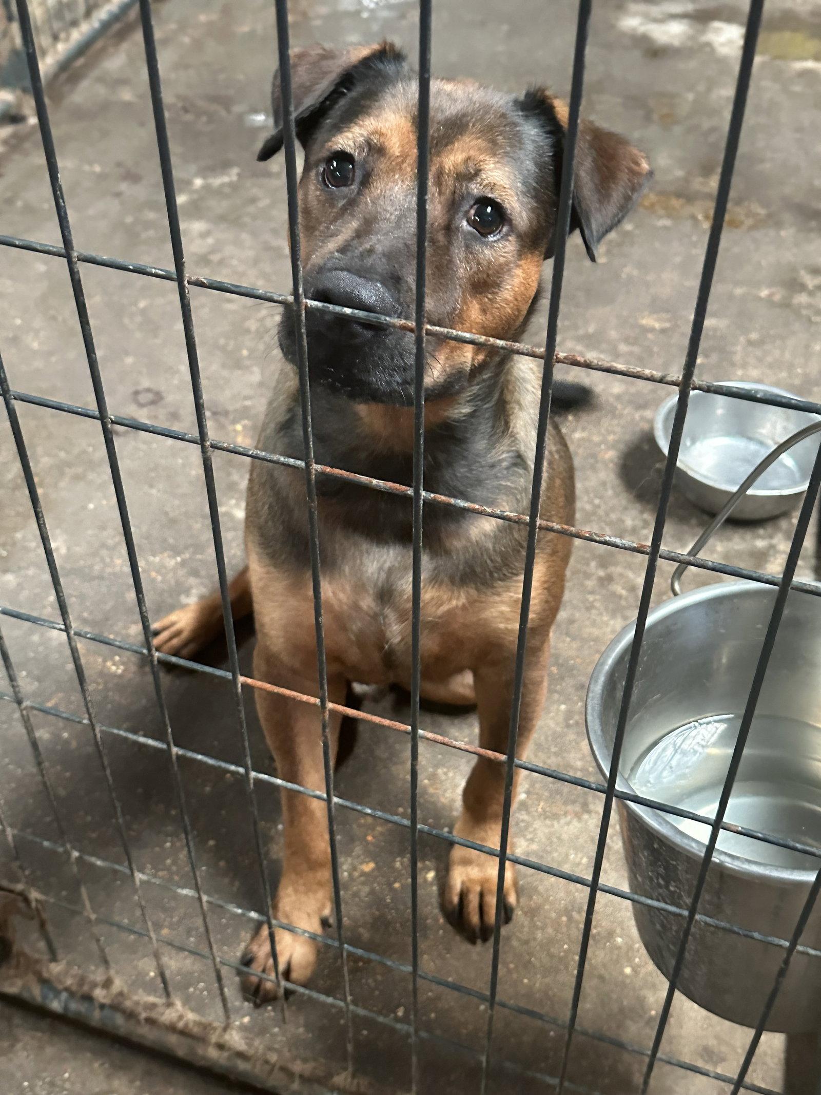Enlarge Pistol, a Adoptable mixed breed in Jackson, MS image 3/3