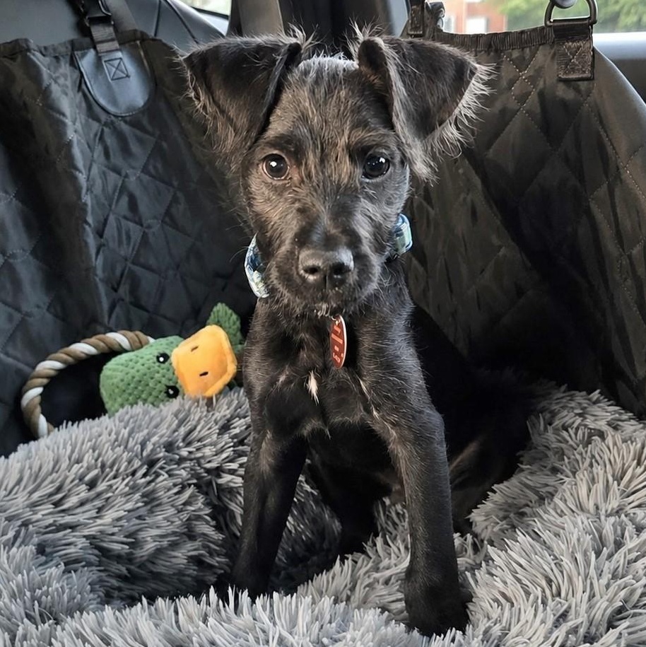 Muffin Man, adopted, Puppy Male Terrier & Schnauzer.
