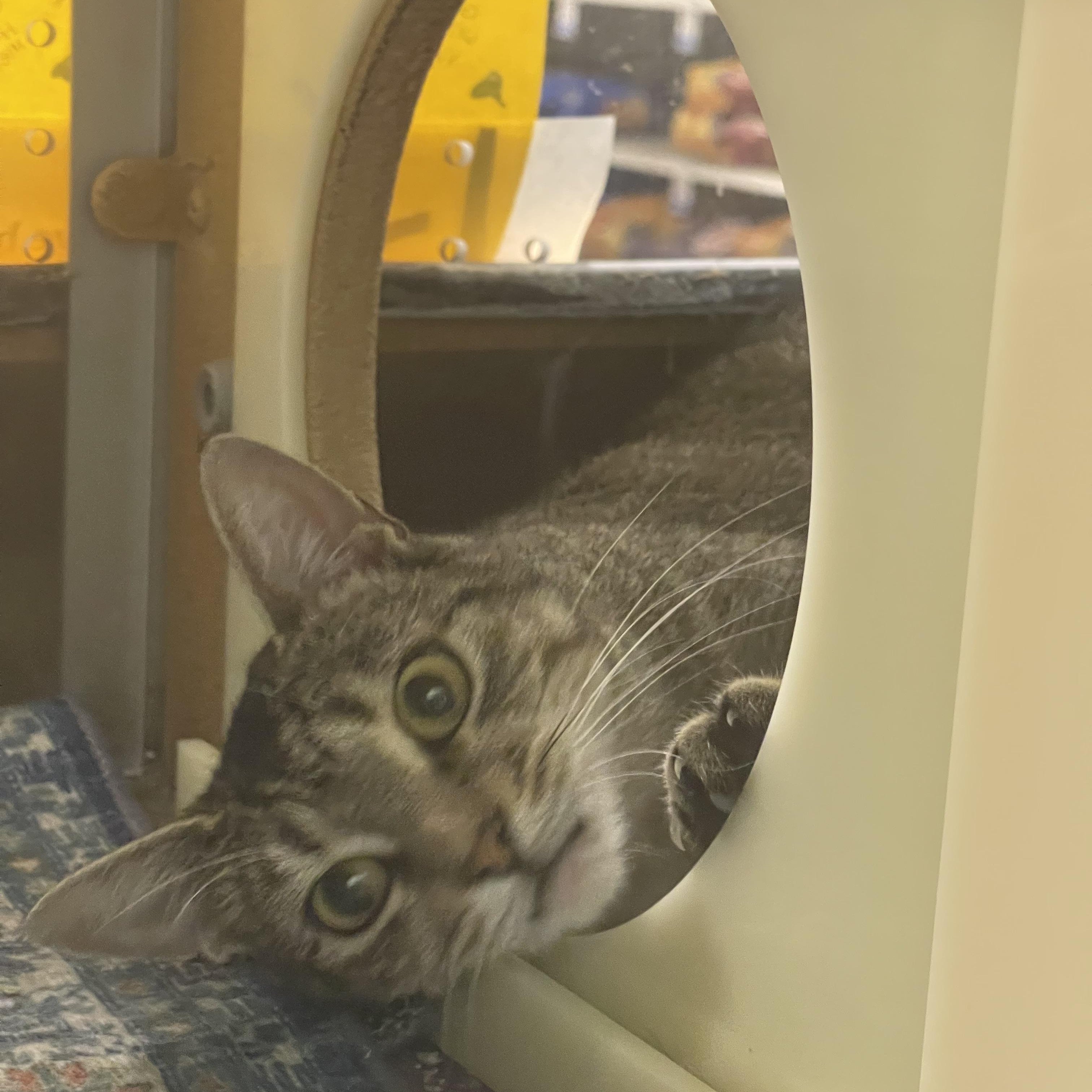 Maggie, a ADOPTABLE Domestic Short Hair in Highland, IN image 4/4