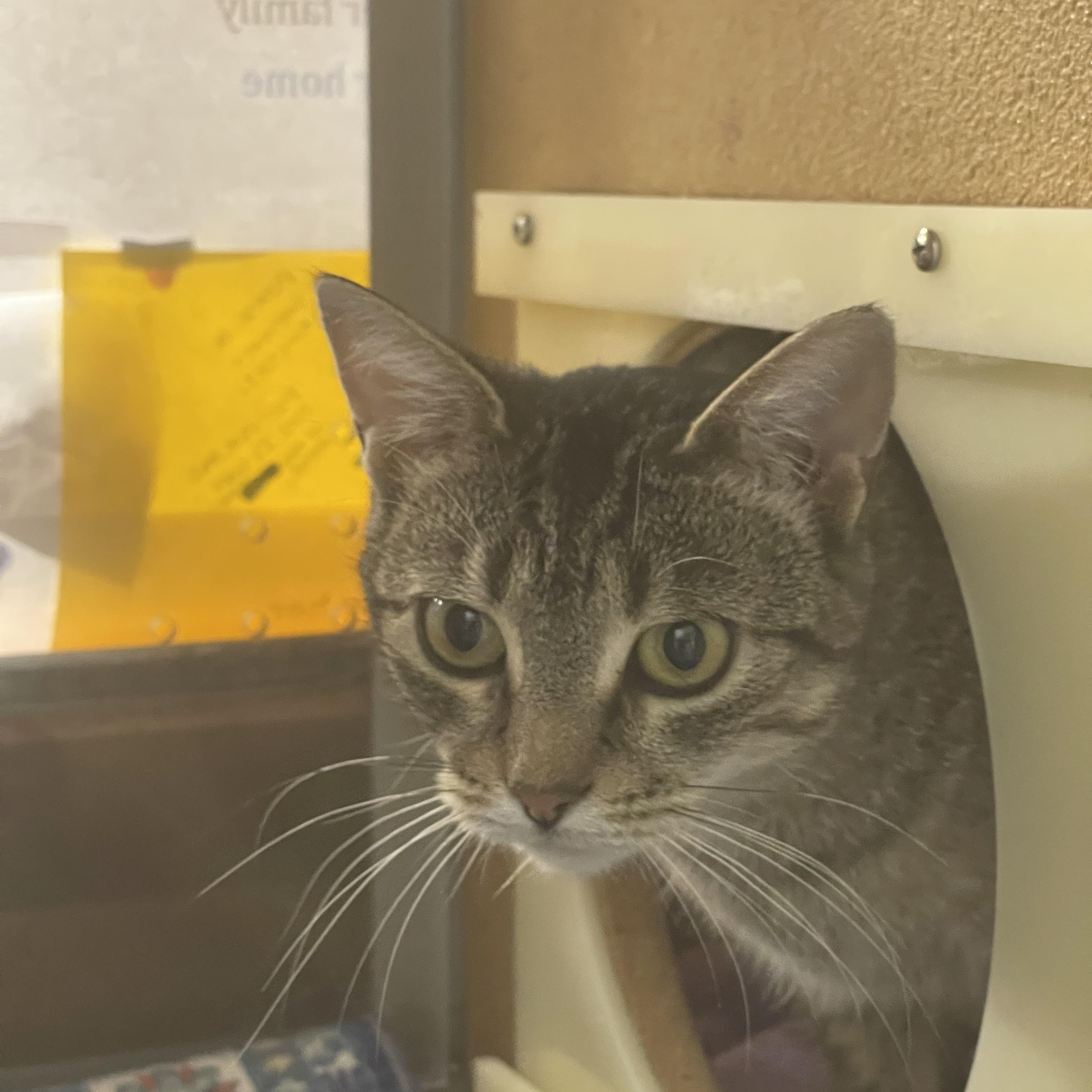 Maggie, a ADOPTABLE Domestic Short Hair in Highland, IN image 2/4