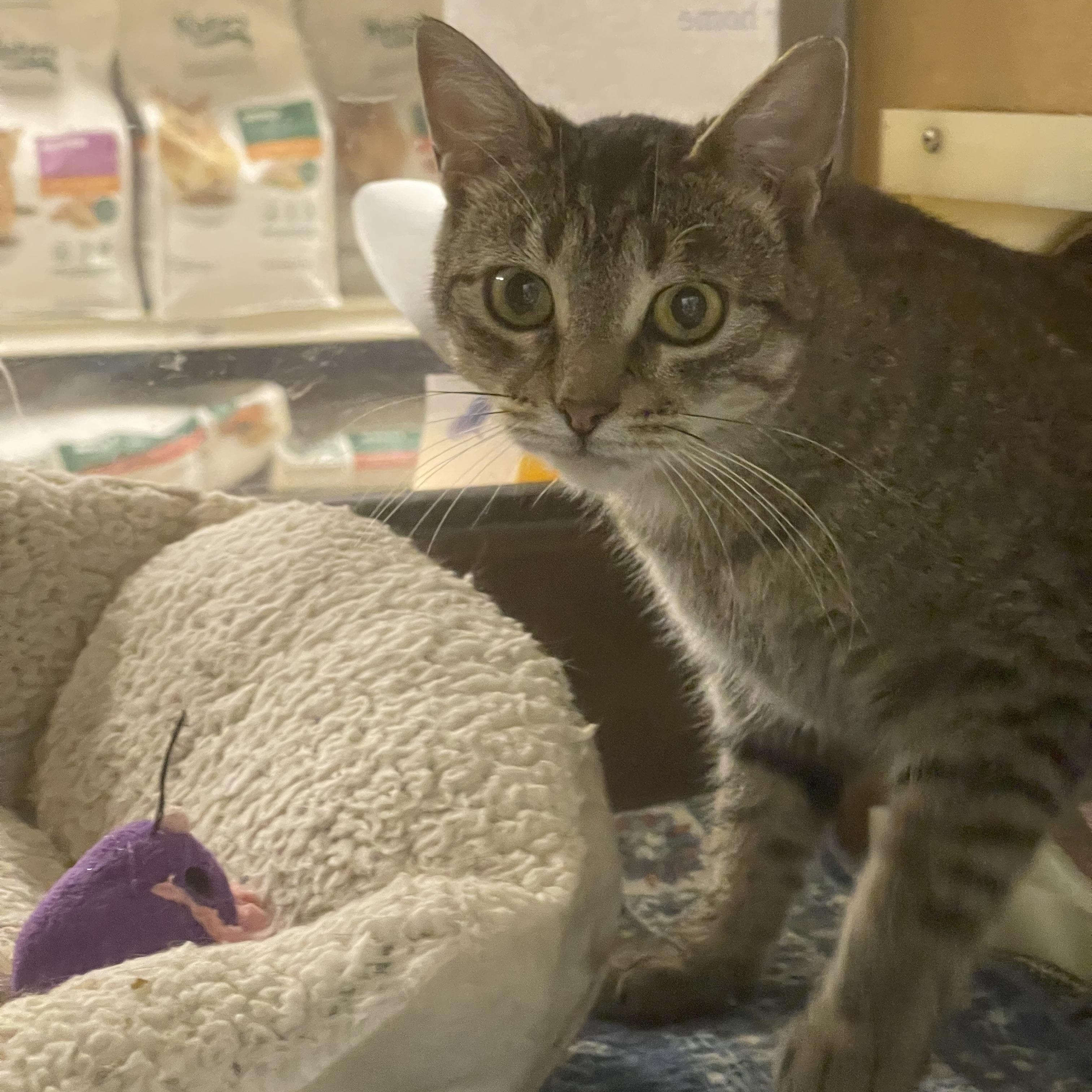 Maggie, ADOPTABLE, Adult Female Domestic Short Hair.