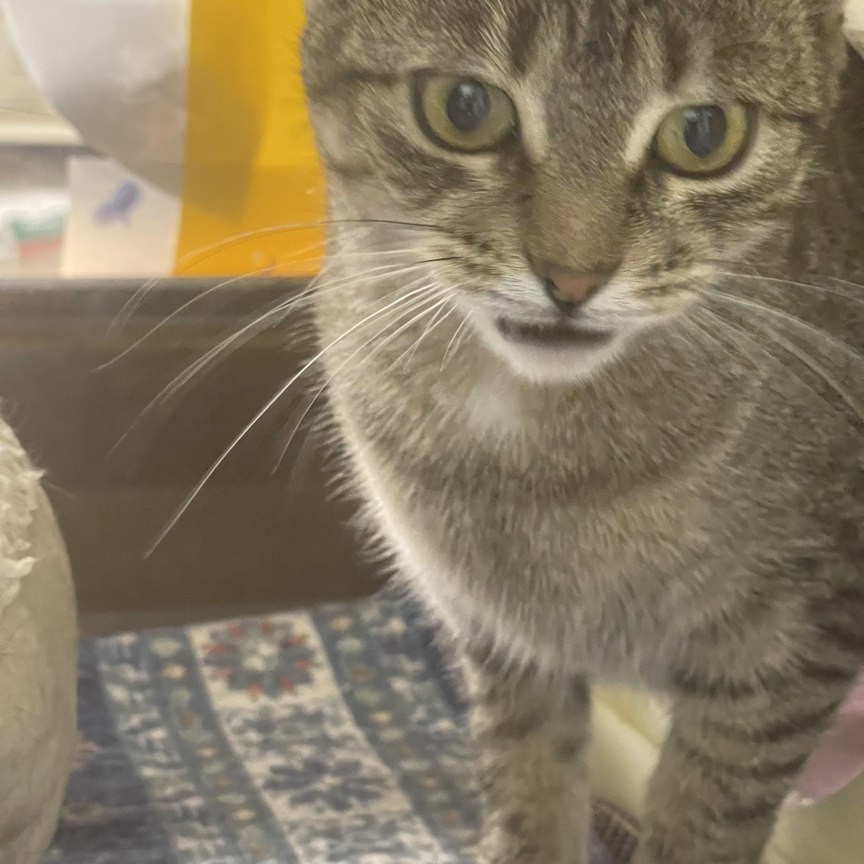 Maggie, a ADOPTABLE Domestic Short Hair in Highland, IN image 3/4