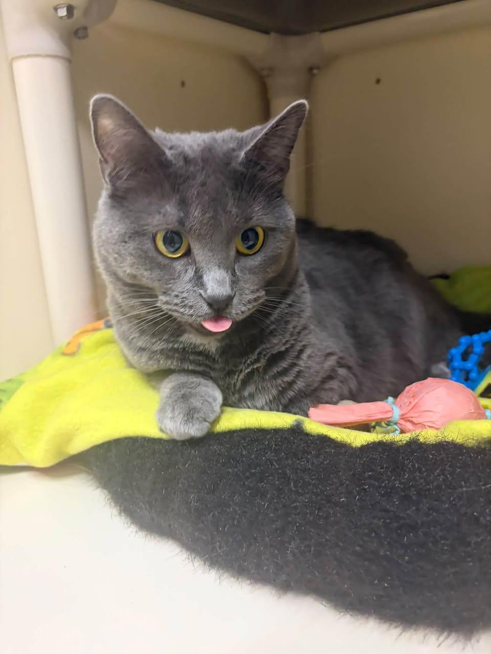 Enlarge Bianca, a Adoptable Domestic Short Hair in Davenport, IA image 1/2