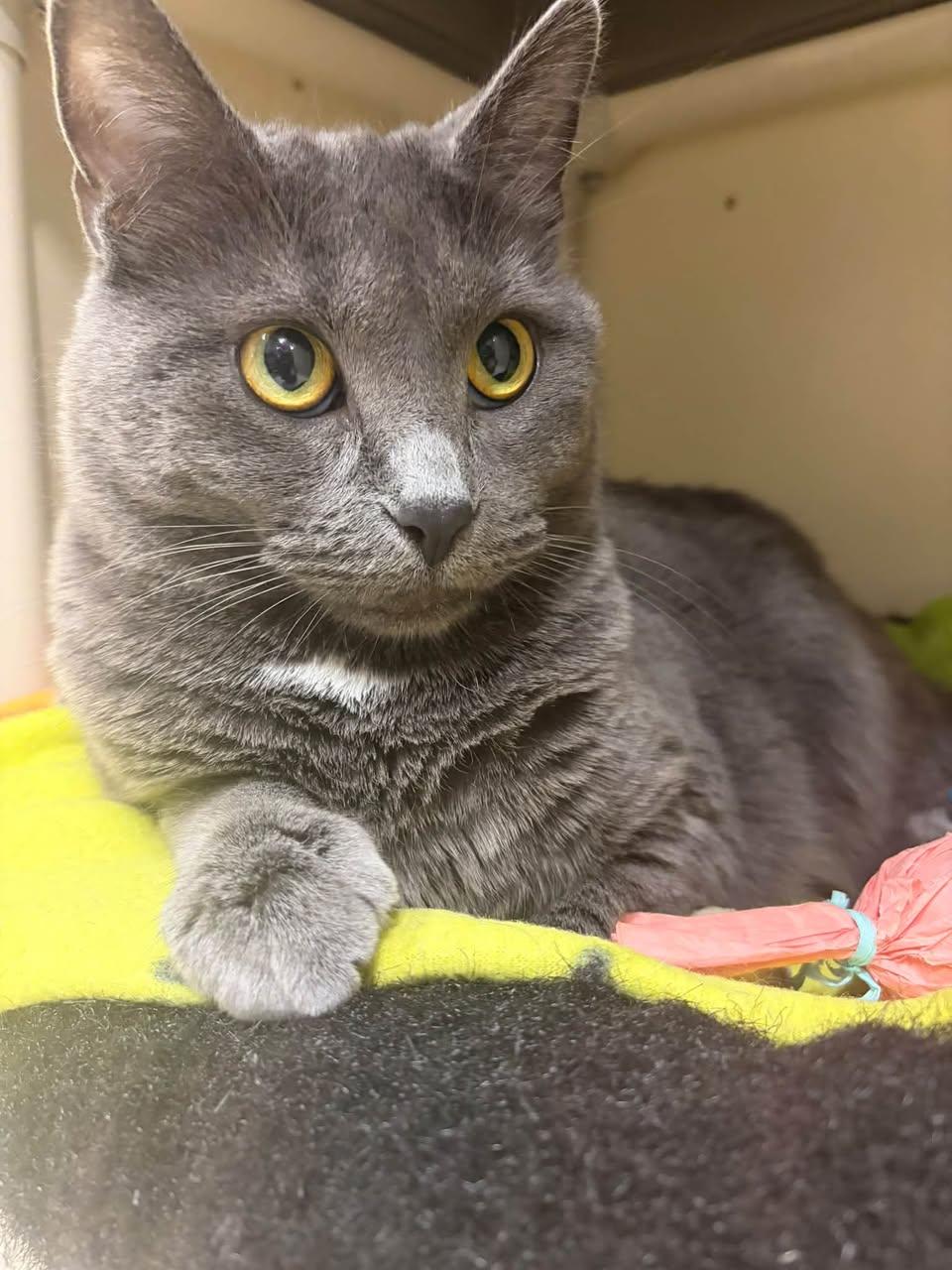 Enlarge Bianca, a Adoptable Domestic Short Hair in Davenport, IA image 2/2