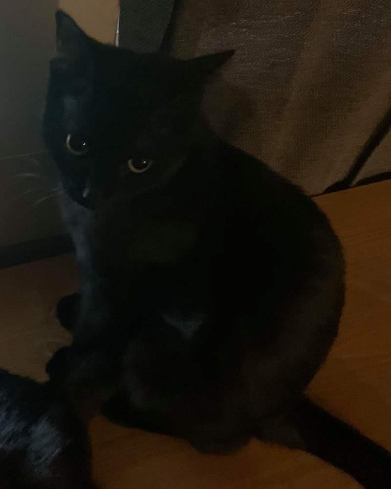 Athena, Adopted, Adult Female Domestic Short Hair.