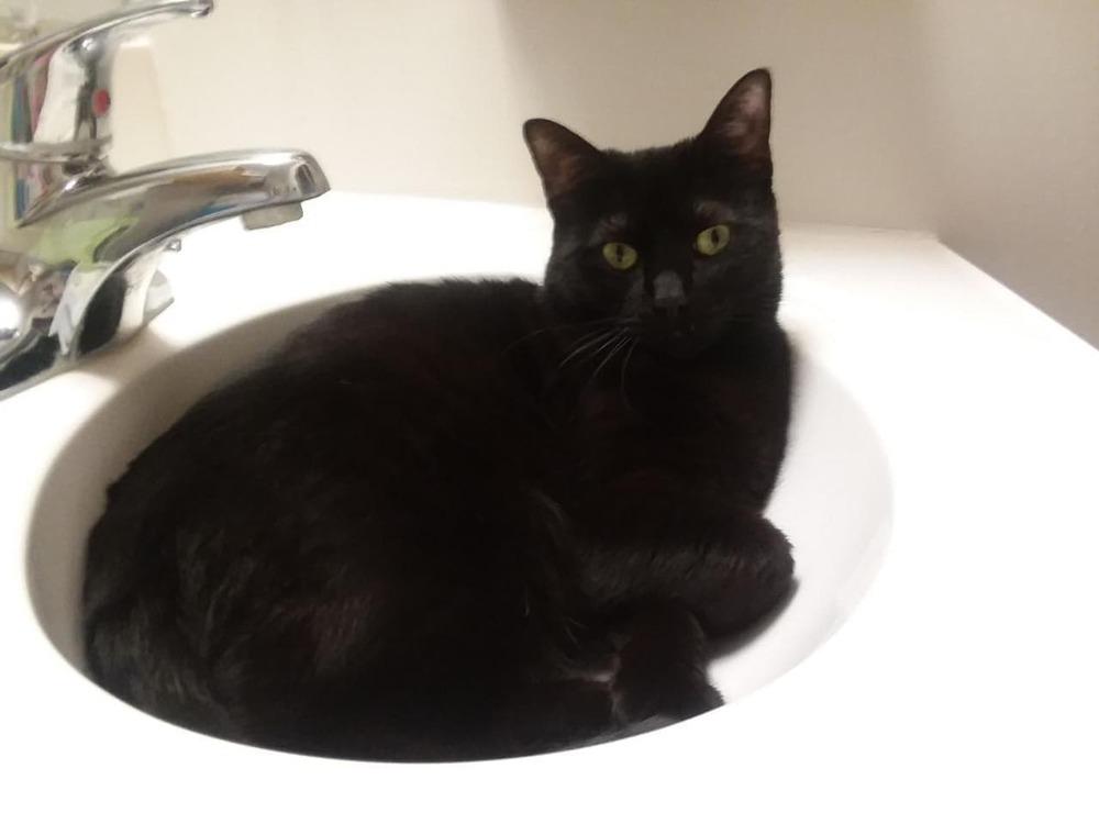 Enlarge Athena, a Adopted Domestic Short Hair in Peoria, IL image 2/5