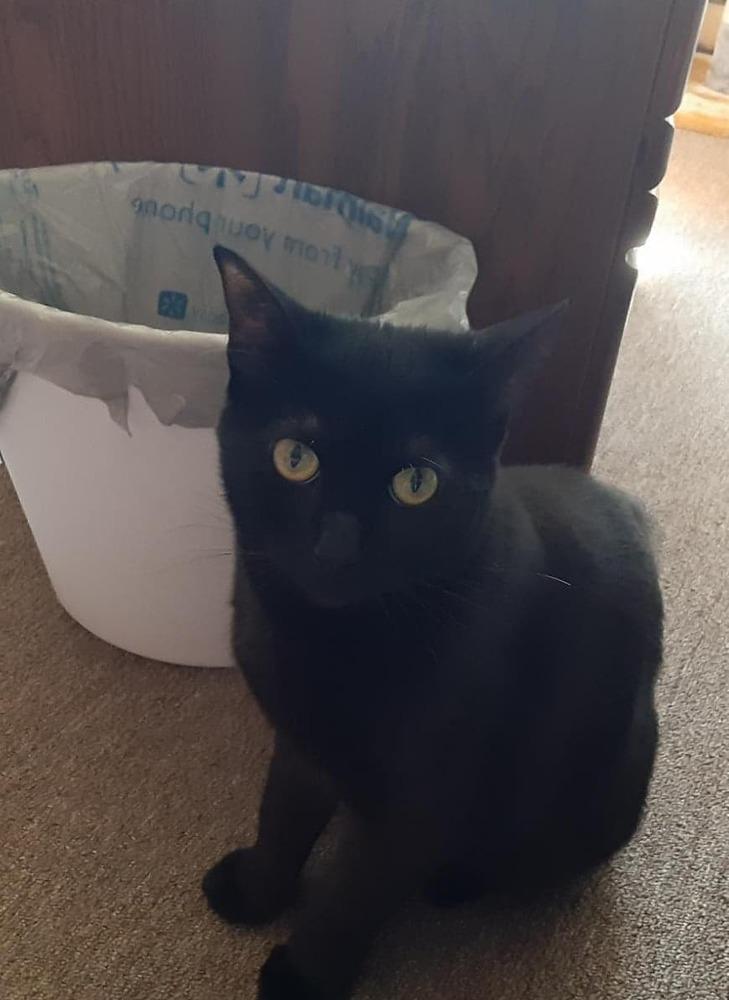 Enlarge Athena, a Adopted Domestic Short Hair in Peoria, IL image 3/5