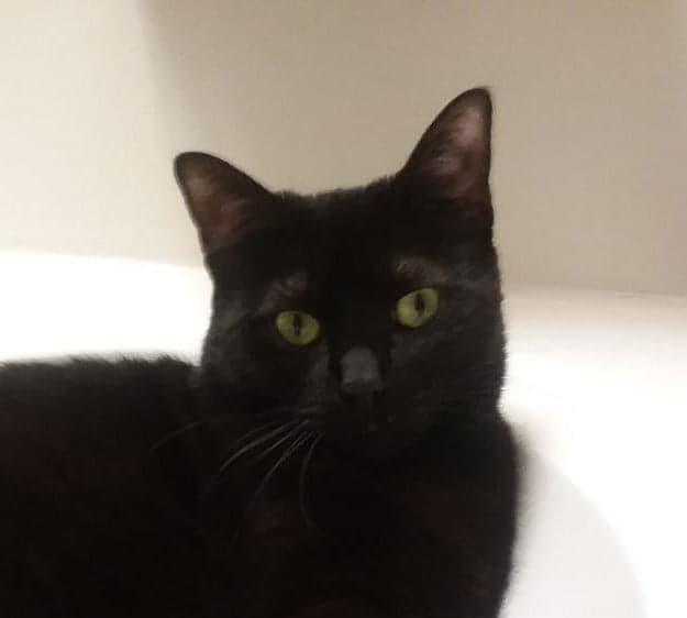 Enlarge Athena, a Adopted Domestic Short Hair in Peoria, IL image 4/5