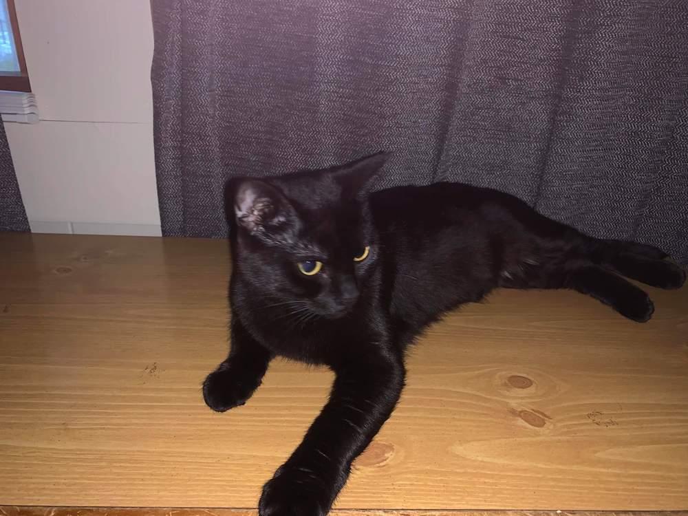 Enlarge Athena, a Adopted Domestic Short Hair in Peoria, IL image 5/5