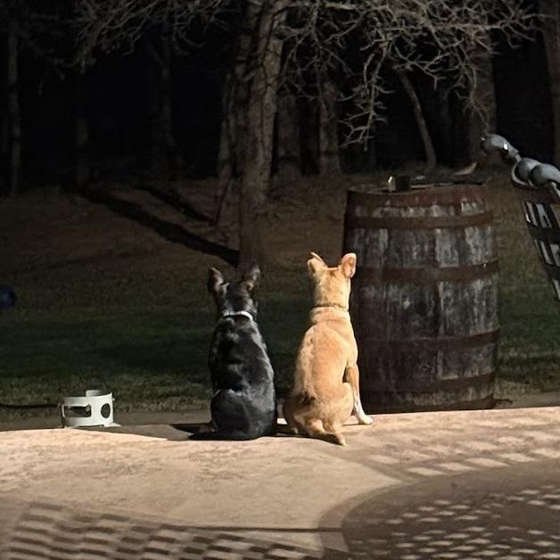 Enlarge Nelson C-34425, a Adoptable mixed breed in Oklahoma City, OK image 1/3