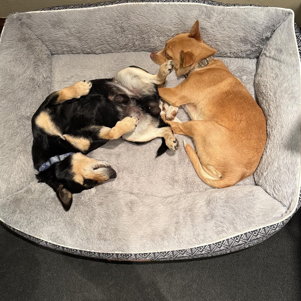 Enlarge Nelson C-34425, a Adoptable mixed breed in Oklahoma City, OK image 2/3