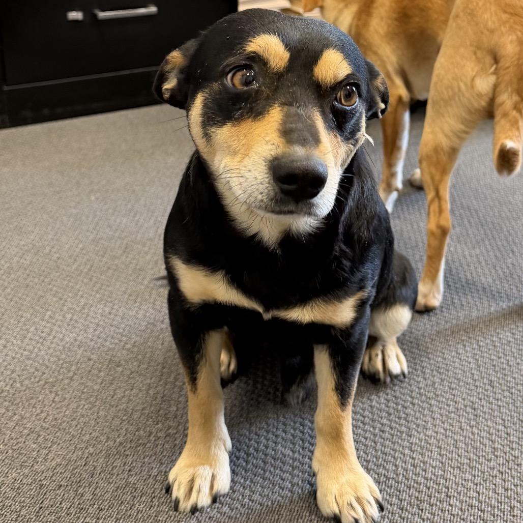 Enlarge Nelson C-34425, a Adoptable mixed breed in Oklahoma City, OK image 3/3