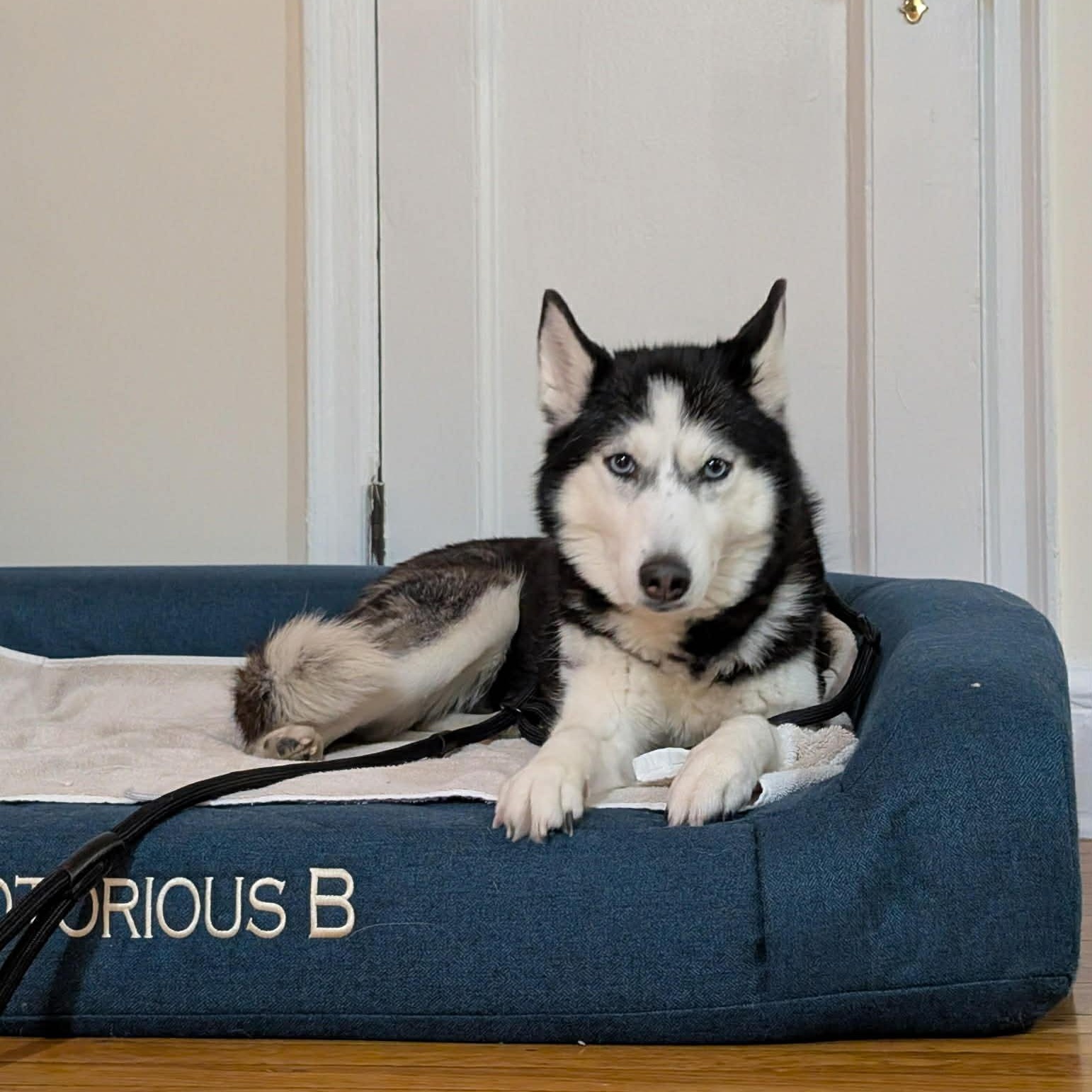 Enlarge Aurora , a Adoptable Siberian Husky in Colts Neck , NJ image 1/6