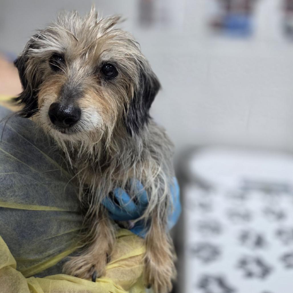 Madi, Adoptable, Senior Female Miniature Dachshund & Mixed Breed.
