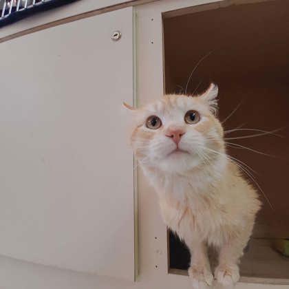 Albert, Adoptable, Adult Male Domestic Medium Hair & Domestic Short Hair.