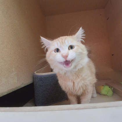 Albert, a Adoptable mixed breed in Scottsbluff, NE image 2/3